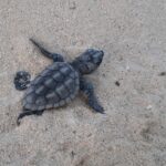 Lampedusa: conclusa con grande successo la stagione riproduttiva delle tartarughe marine con 500 piccoli nuovi nati