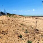 Agrigento, nel boschetto delle dune a San Leone piantate 720 piante di macchia mediterranea – VIDEO