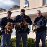 Palma di Montechiaro, cuccioli di cani abbandonati: salvati dai poliziotti