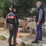 Agrigento, blitz dei Carabinieri nel mercatino degli animali di Villaseta: scattano sanzioni