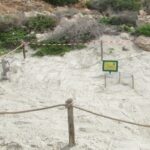Lampedusa: nidificazione della tartaruga marina sulla Spiaggia dell’Isola dei Conigli