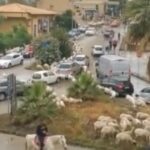 Agrigento, pecore in mezzo al traffico: video diventa virale