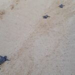 Nate le tartarughe marine a Lampedusa