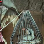 Cianciana, salvate tre coturnici siciliane detenute illegalmente in un garage