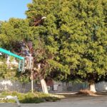 Potatura degli alberi di alto fusto nel territorio di Ribera