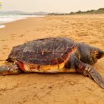 San Leone, trovata morta una tartaruga caretta caretta. Mareamico: “la plastica ucciderà anche noi” – VIDEO