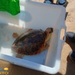 Allarme Mareamico: il mare è assediato da reti illegali