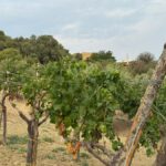 Nasce “Vivere Diodoros – Nutrire i Territori”: progetto che celebra le eccellenze siciliane tra cibo, cultura e turismo