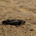 Porto Empedocle, tartarughe Caretta Caretta nell’area del nuovo dissalatore: ritrovato il nido