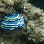 L’arte della ceramica e del corallo: tutto pronto per la mostra Éclore di Lise Chevalier & Bololipsum