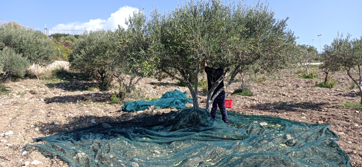 L’agricoltura sociale come chiave per il reinserimento: al via la seconda edizione del progetto “Viaggiare su un filo d’olio”