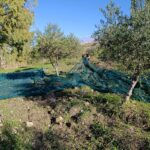 Detenuti a scuola di panificazione e olivocultura: si è conclusa l’edizione 2025 di “Viaggiare su un filo d’olio”