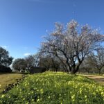 Passeggiate botaniche alla Valle di Templi e a Casa Pirandello nella prima domenica del mese a ingresso gratuito