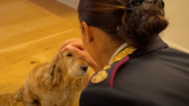 Polizia di Stato: nuovo spot contro l’abbandono degli animali durante il periodo estivo – VIDEO